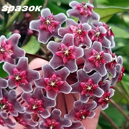 Hoya pubicalyx `Red Button’s` (9x9)-3501(437)