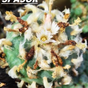 lophophora diffusa  - насіння, порція 25 шт
