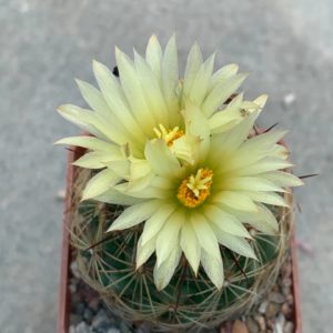 Coryphantha laui