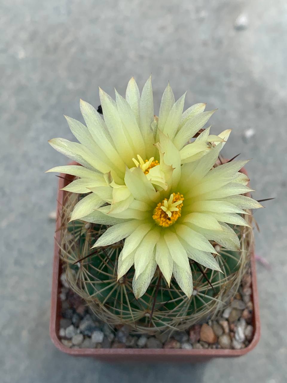 Coryphantha laui