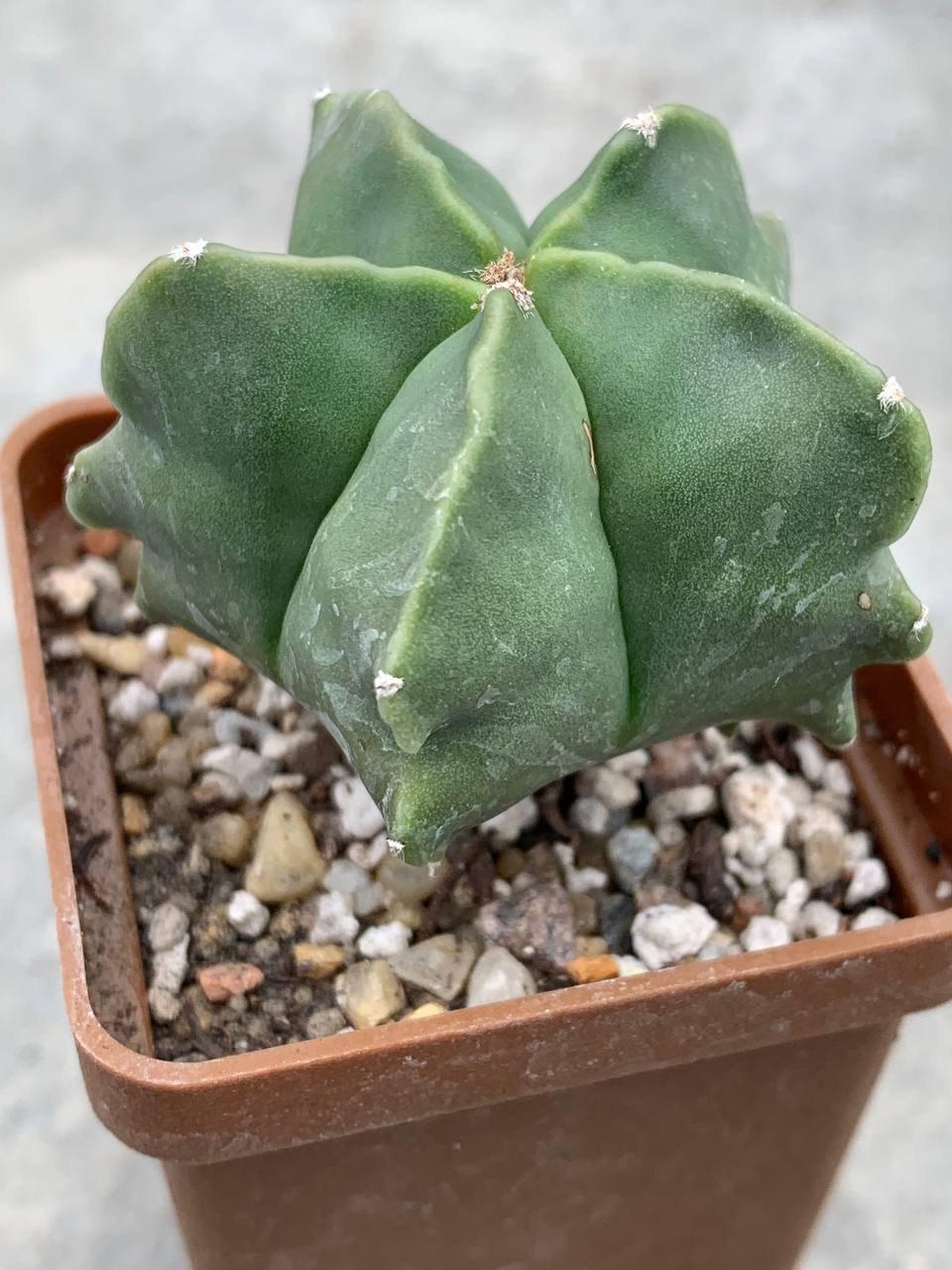 Astrophytum nudum ‘Kikko’