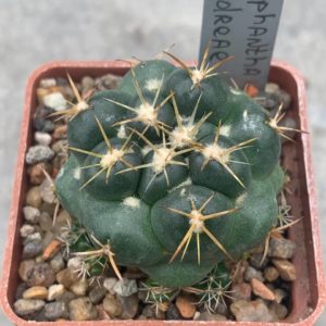 Coryphantha andreae