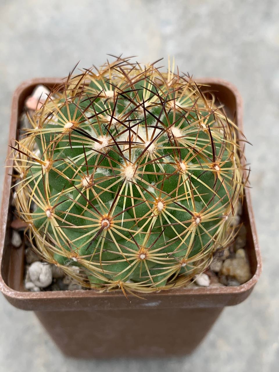 Coryphantha laui