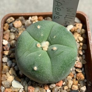Lophophora williamsii var decipiens