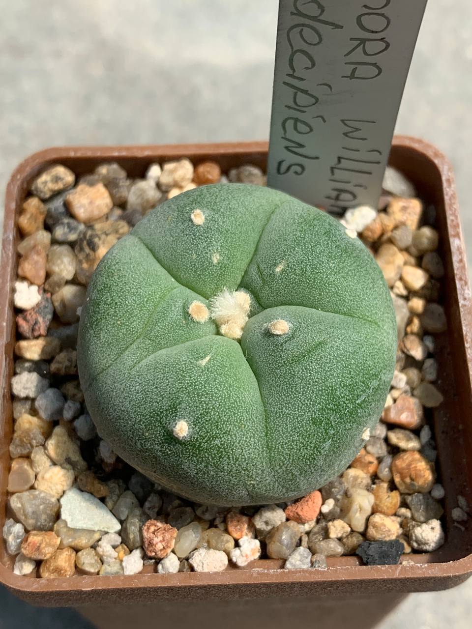 Lophophora williamsii var decipiens