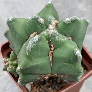 Astrophytum nudum ‘Kikko’