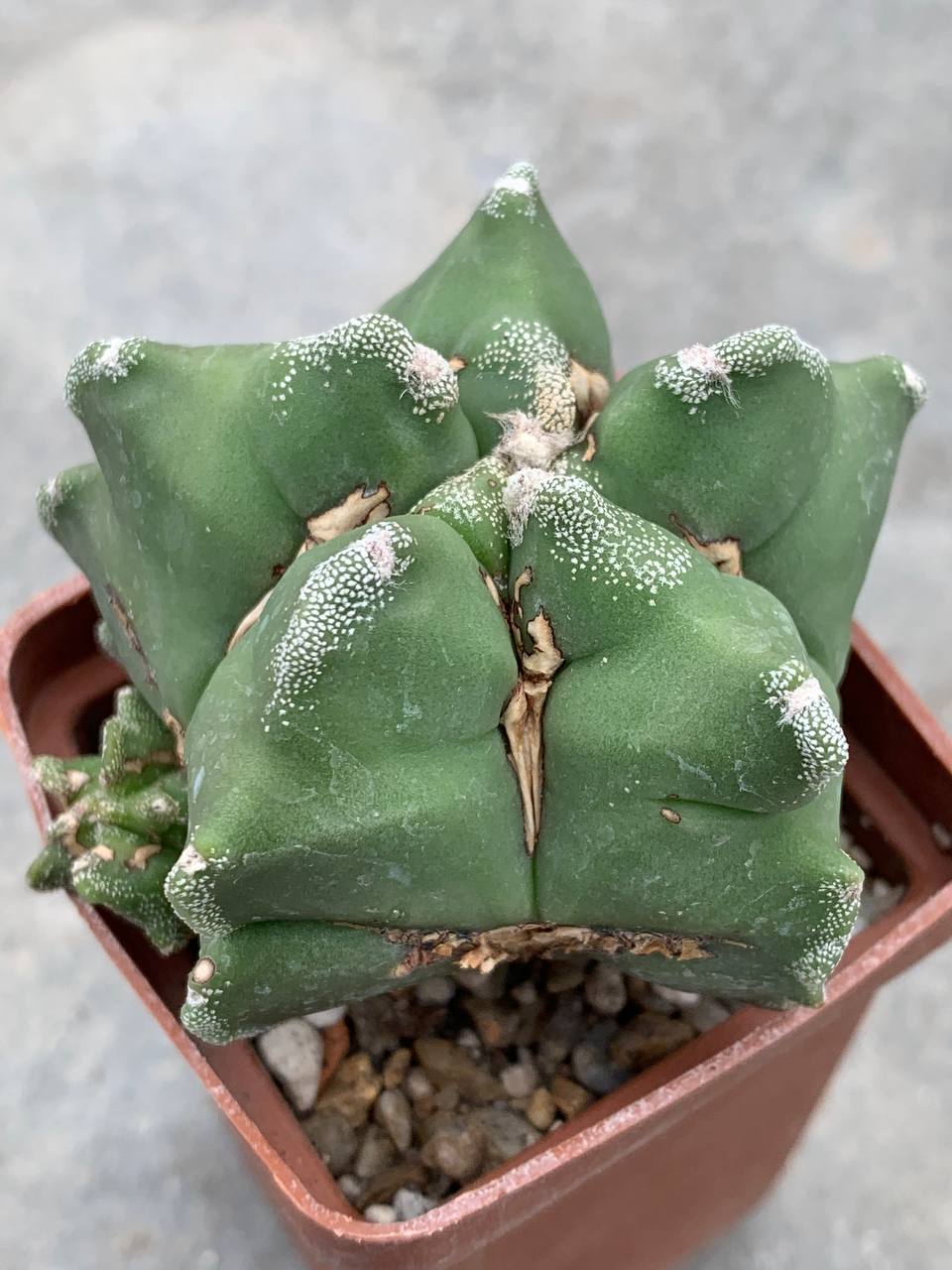 Astrophytum nudum ‘Kikko’