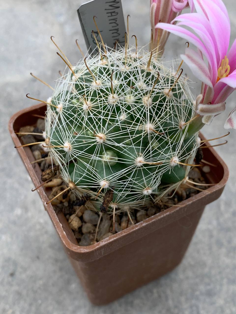Mammillaria boolii