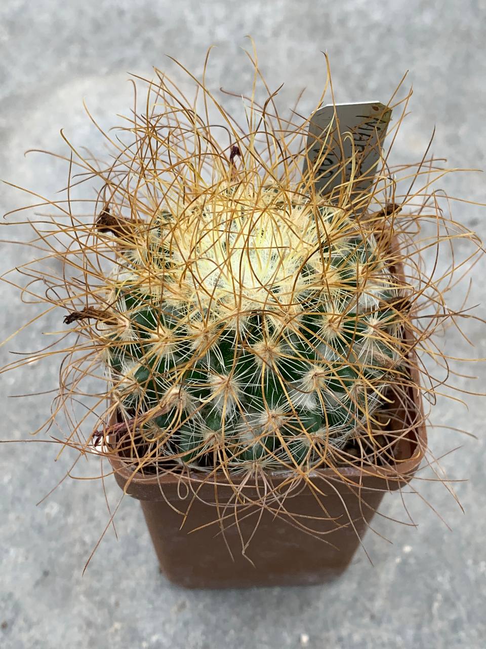 Mammillaria rekoi var leptacantha