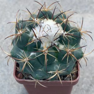 Coryphantha calipensis Z21P (Axusco Pue)
