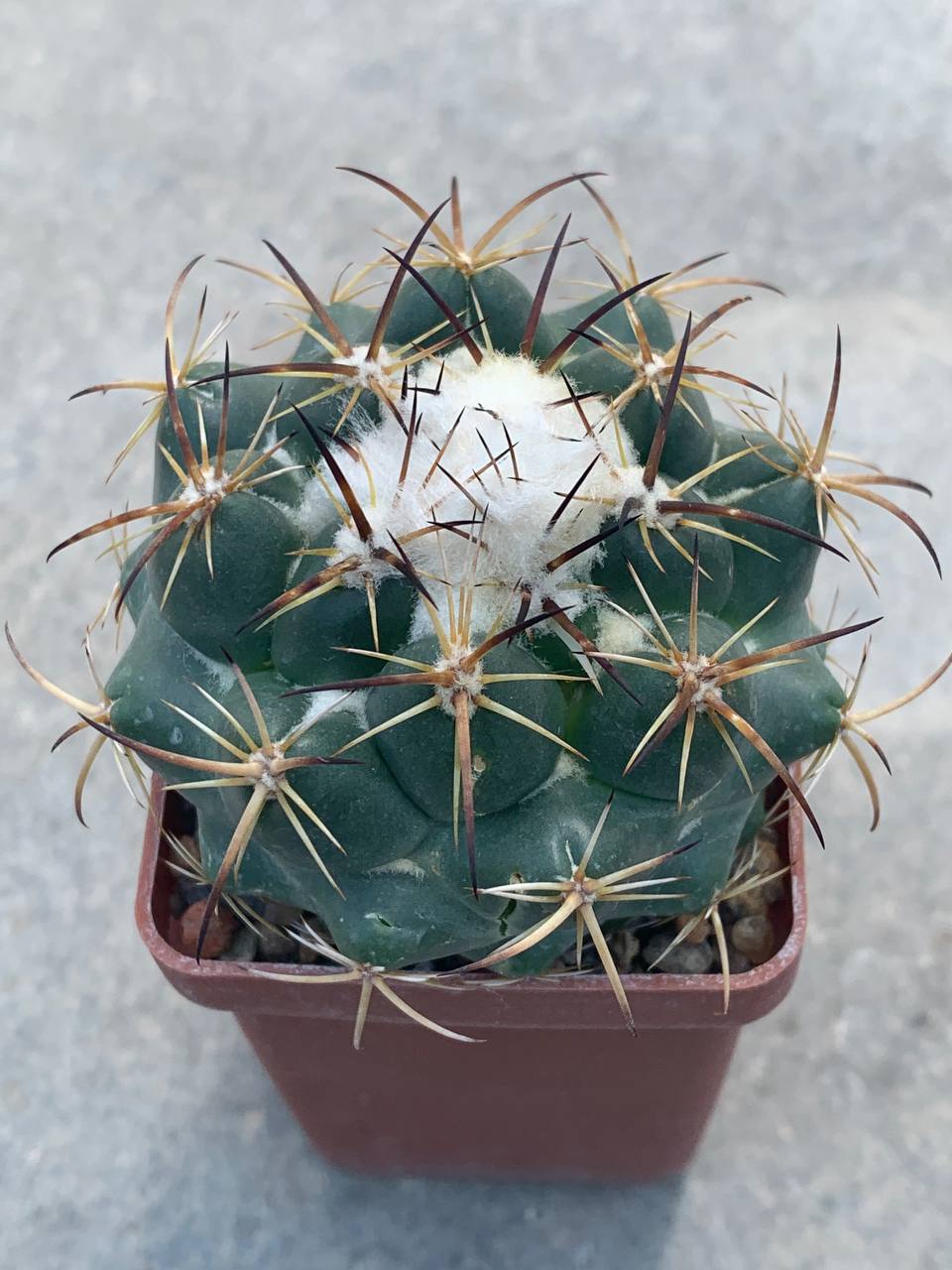 Coryphantha calipensis Z21P (Axusco Pue)