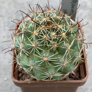 Mammillaria schumannii var. globosa