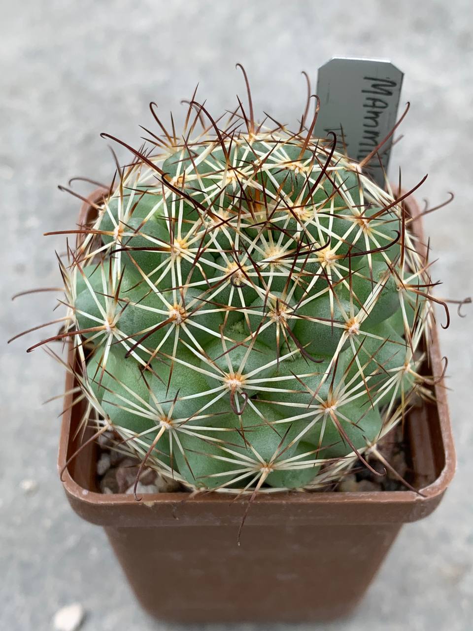 Mammillaria schumannii var. globosa