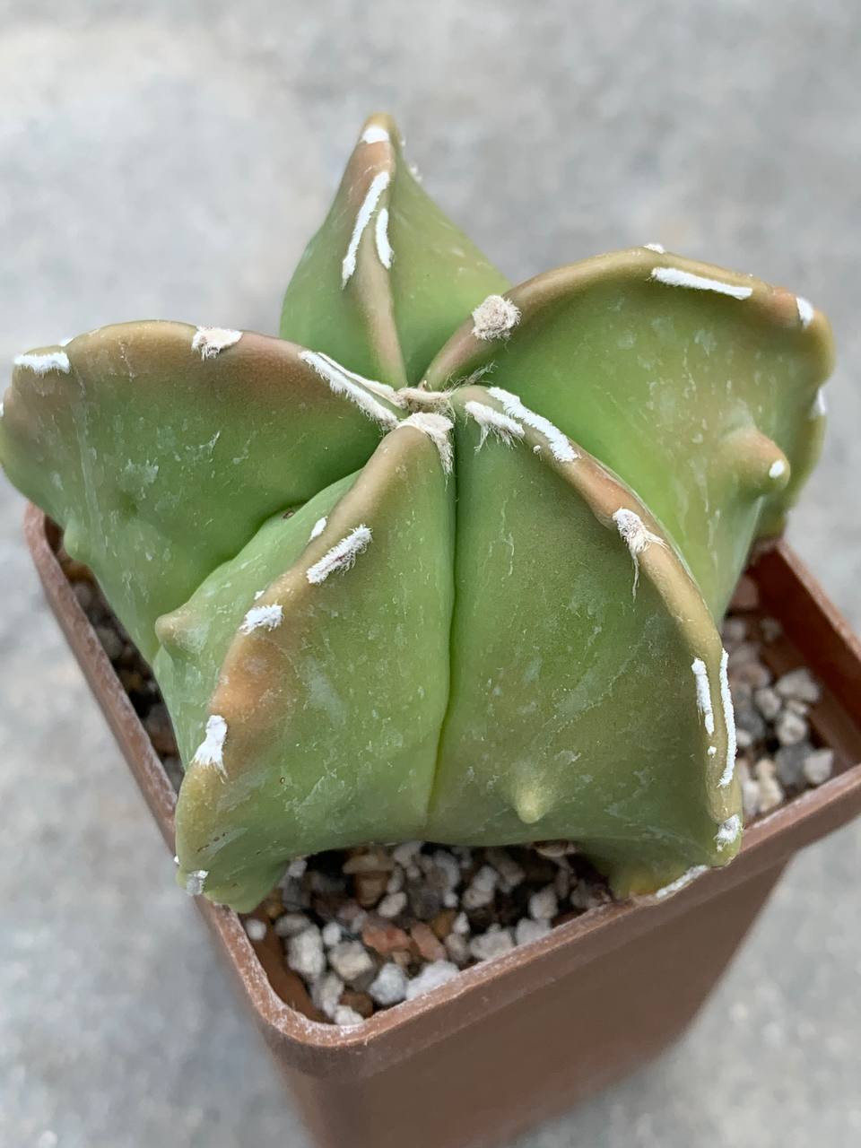 Astrophytum myriostigma nudum Fukuryu