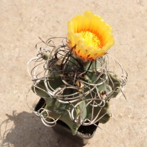 Astrophytum senile ferox