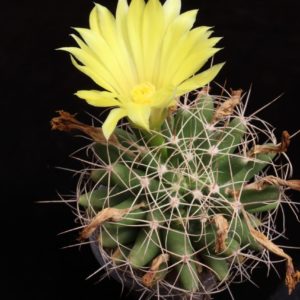 Dolichothele longimamma