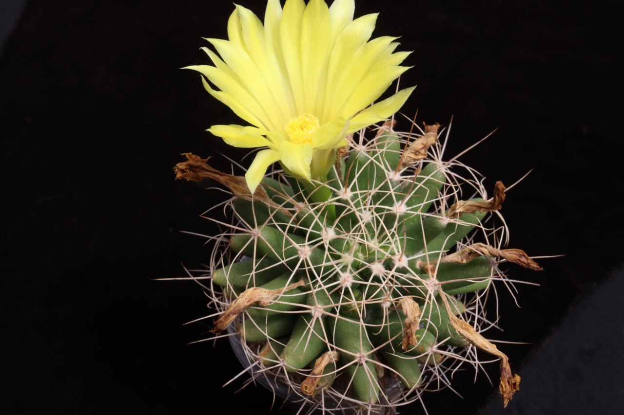 Dolichothele longimamma