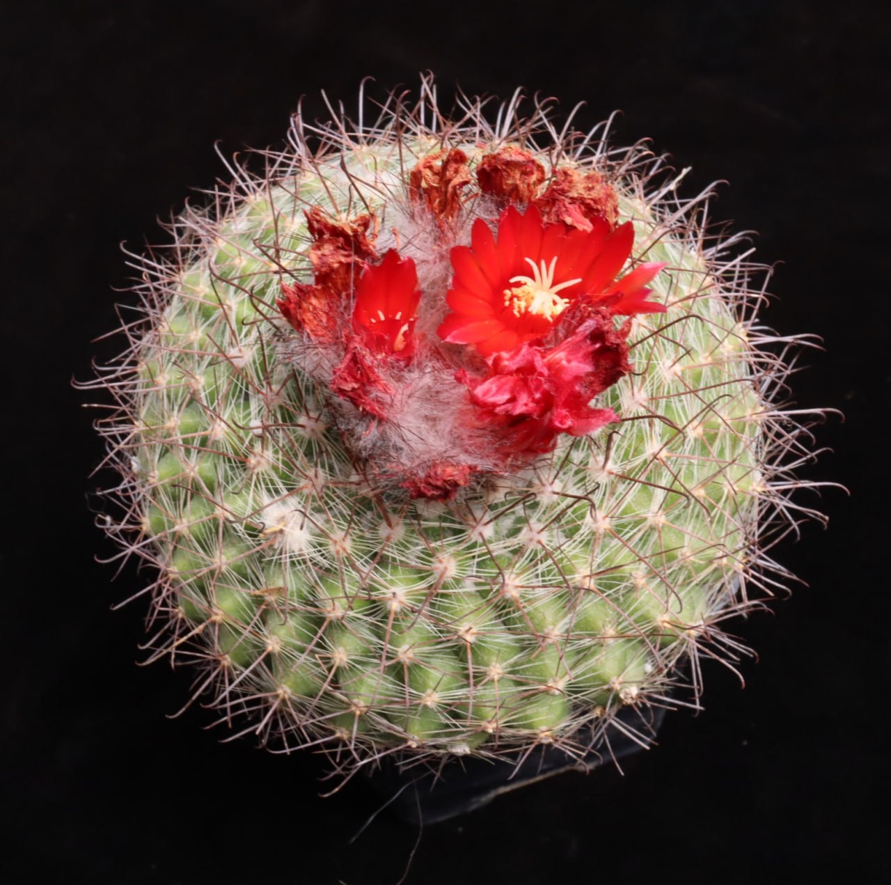 Parodia sanguiniflora