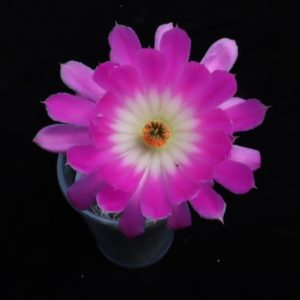 Echinocereus rigidissimus rubispinus 088