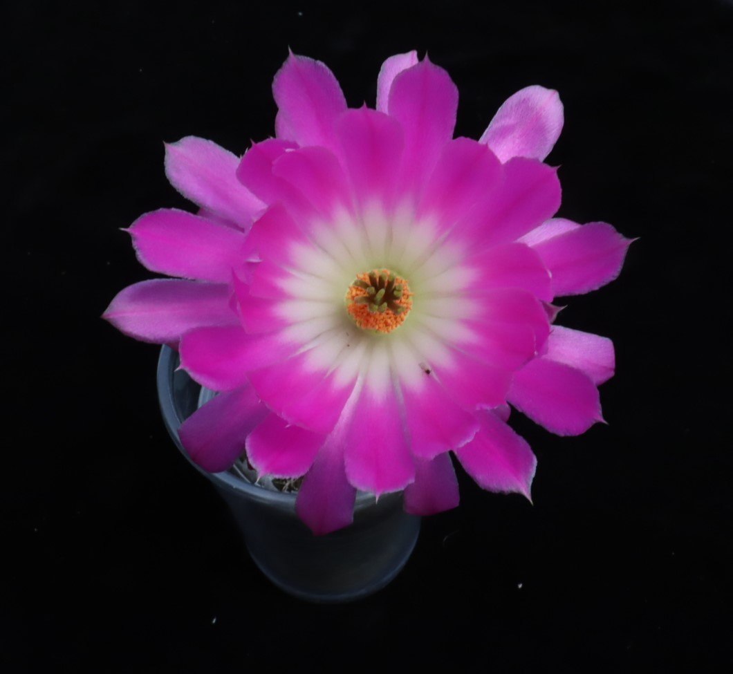 Echinocereus rigidissimus rubispinus 088