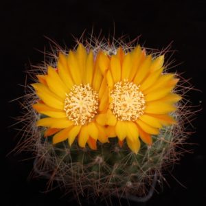 Parodia herzogii