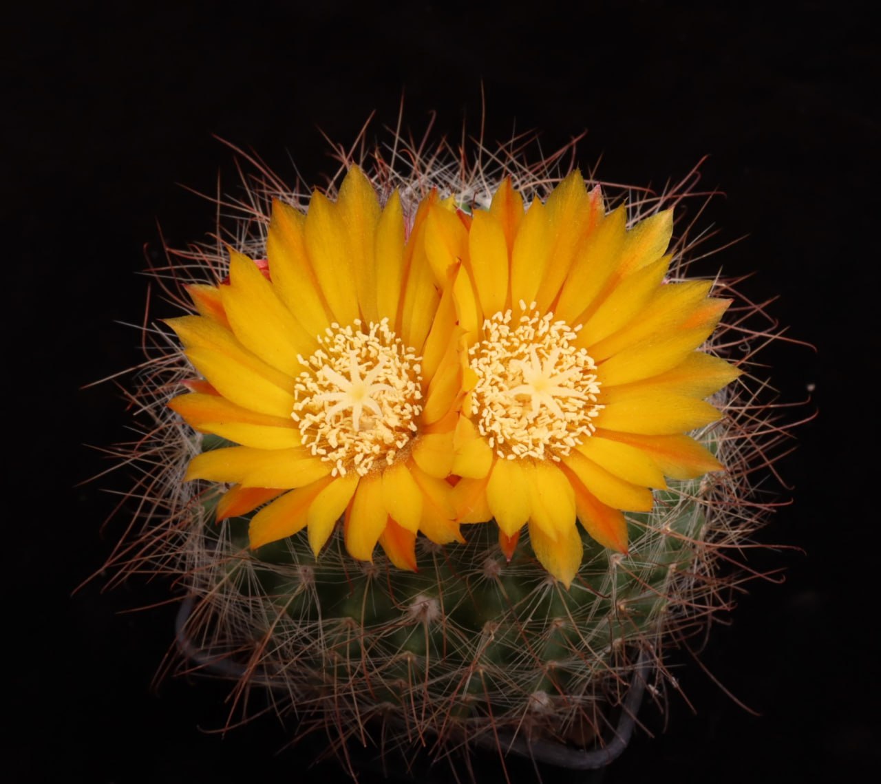 Parodia herzogii