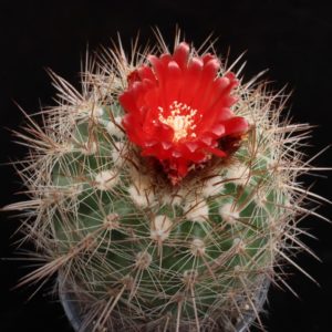 Parodia herzogii