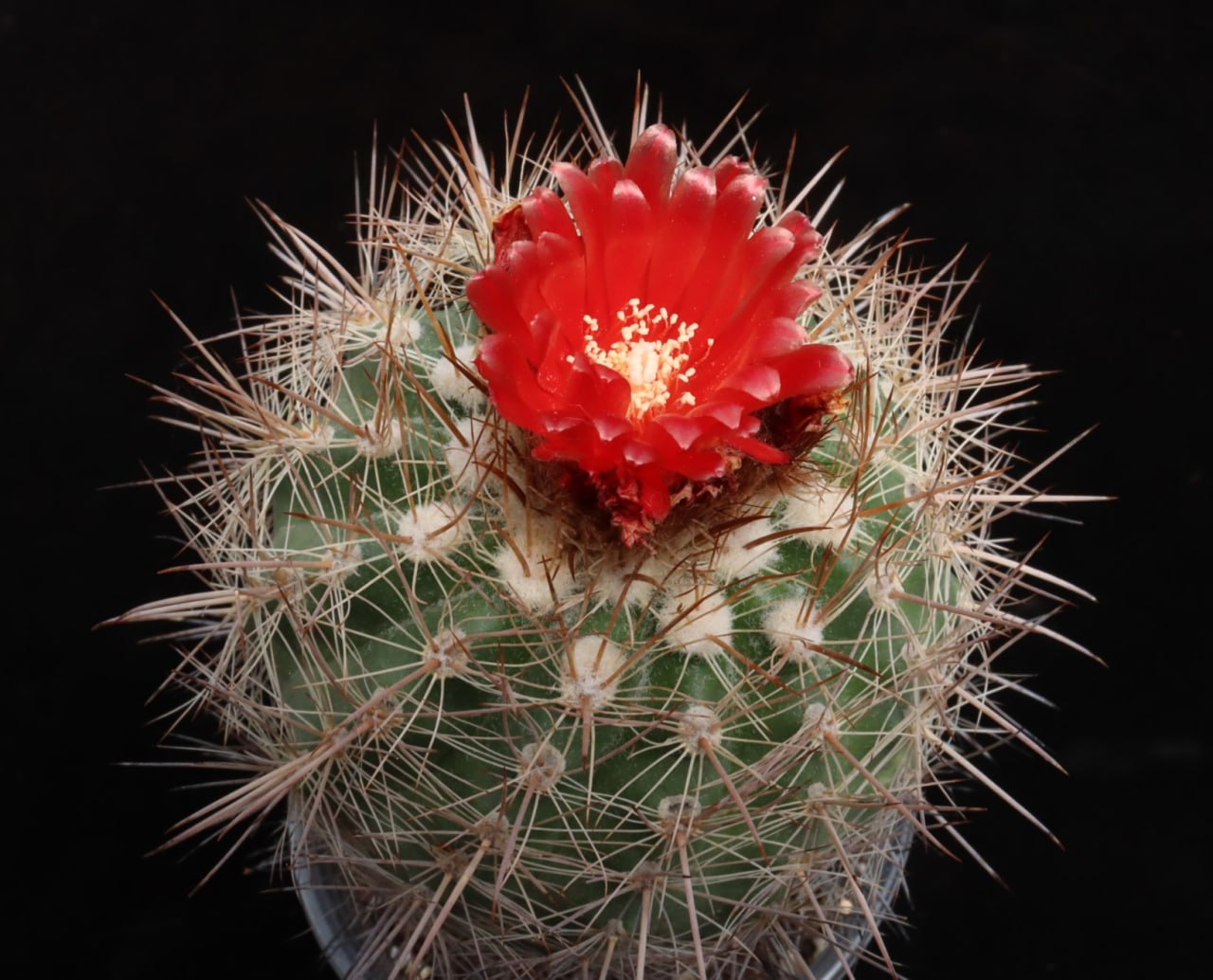 Parodia herzogii