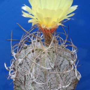 Astrophytum gibrid
