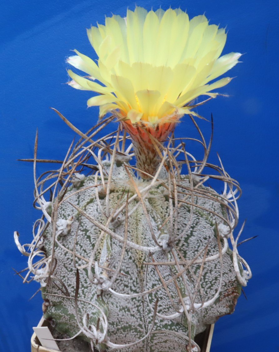 Astrophytum gibrid