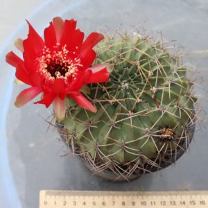 Lobivia cinnabarina grandiflora