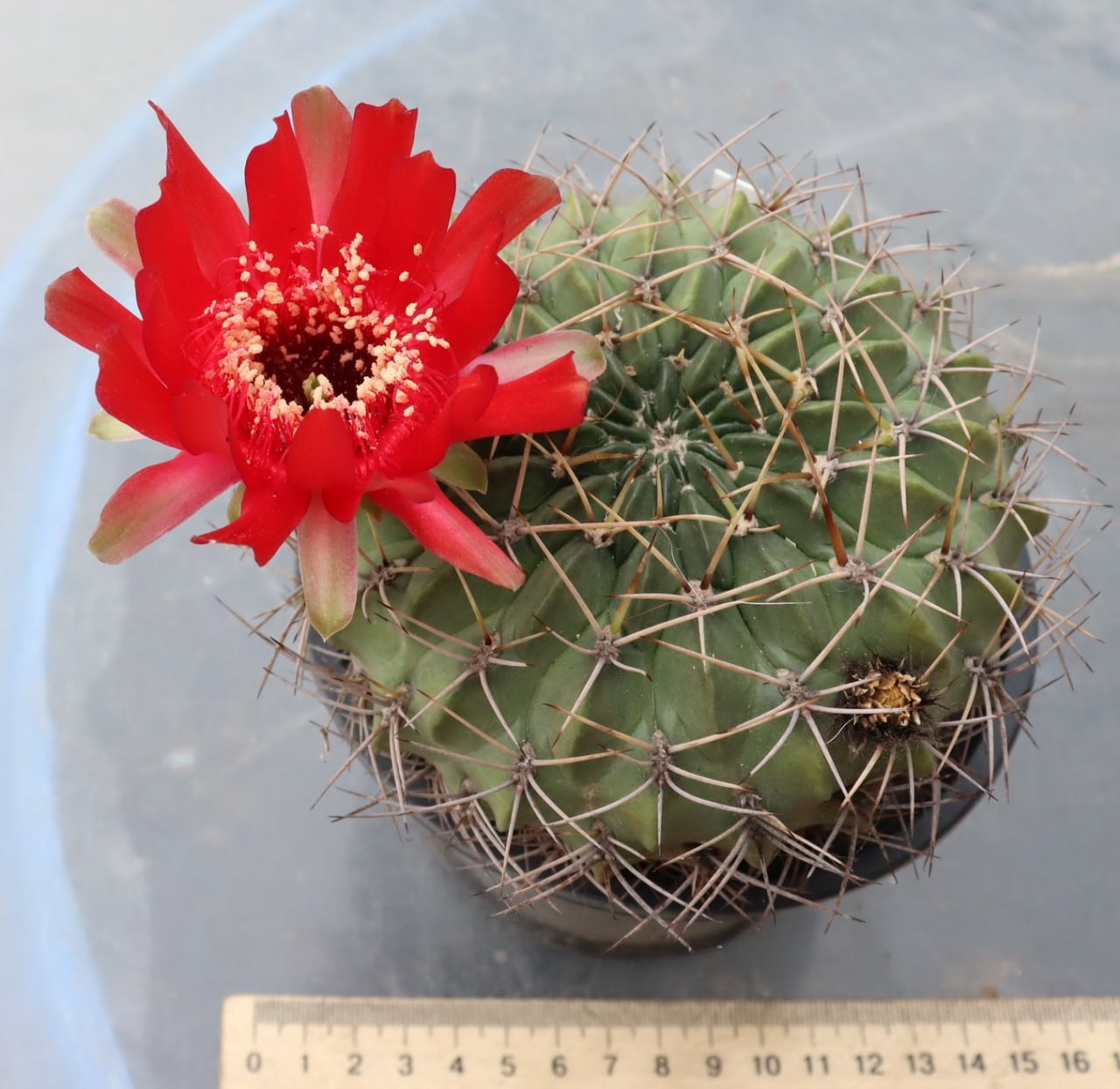 Lobivia cinnabarina grandiflora