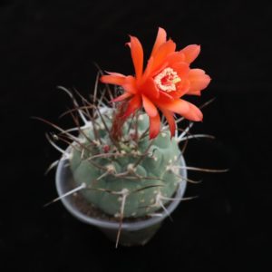 Submatucana madisoniorum horrida