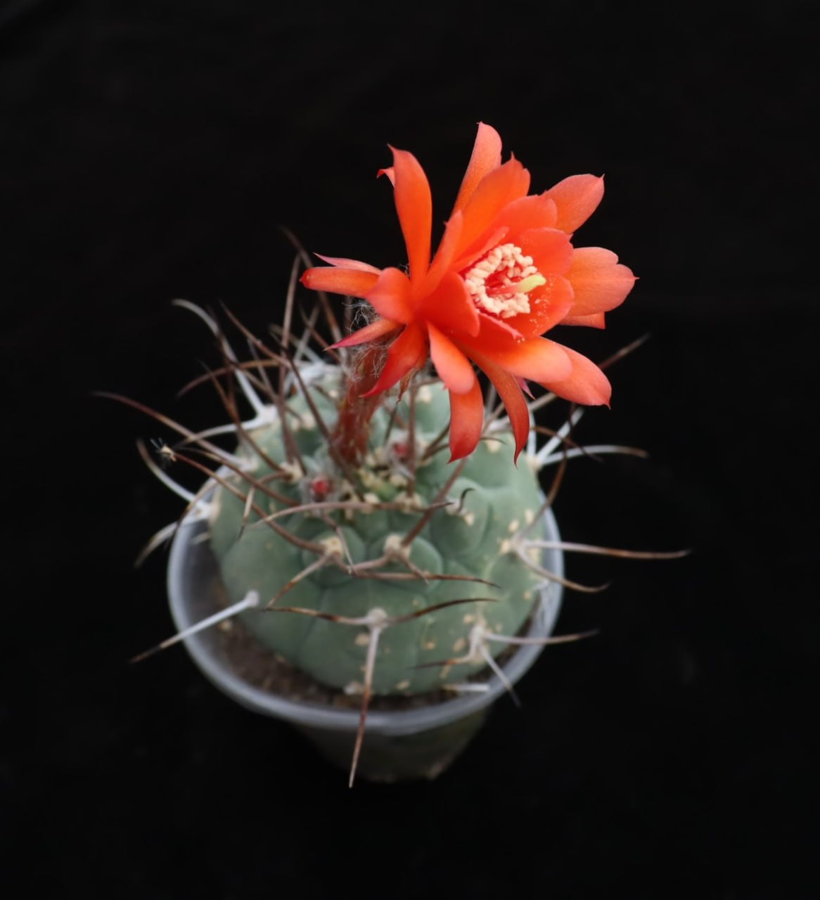 Submatucana madisoniorum horrida