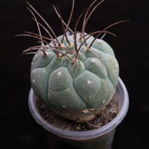 Submatucana madisoniorum horrida