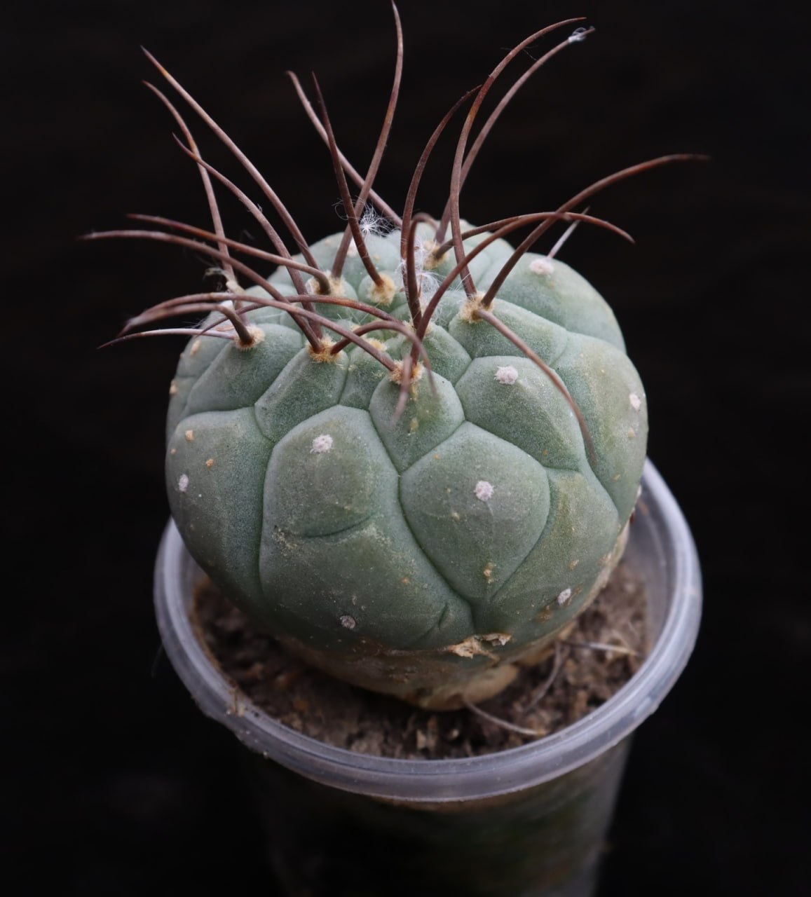 Submatucana madisoniorum horrida