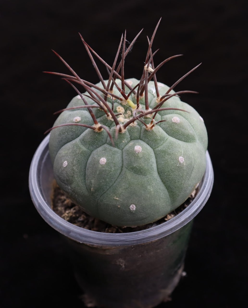Submatucana madisoniorum horrida