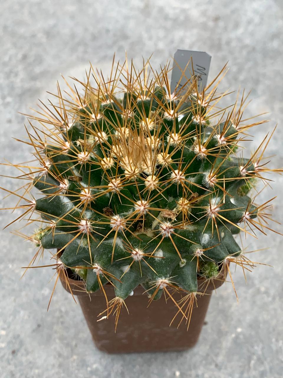 Mammillaria nivosa