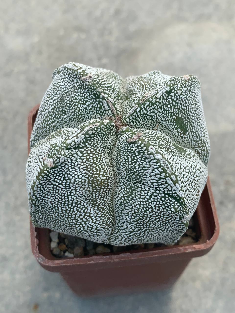 Astrophytum myriostigma quadricostatum