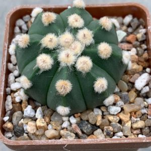 Astrophytum asterias nudum “ooibo” Pavlica