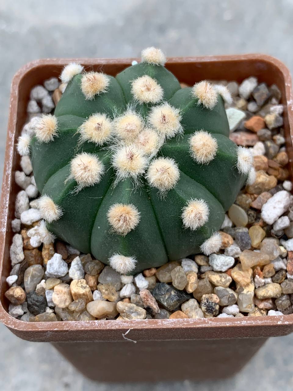 Astrophytum asterias nudum “ooibo” Pavlica