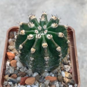 Echinopsis cv ‘Sofia’