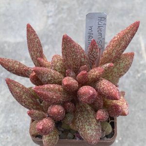 Adromischus marianiae (Plapp)