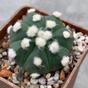 Astrophytum asterias nudum “ooibo” Pavlica