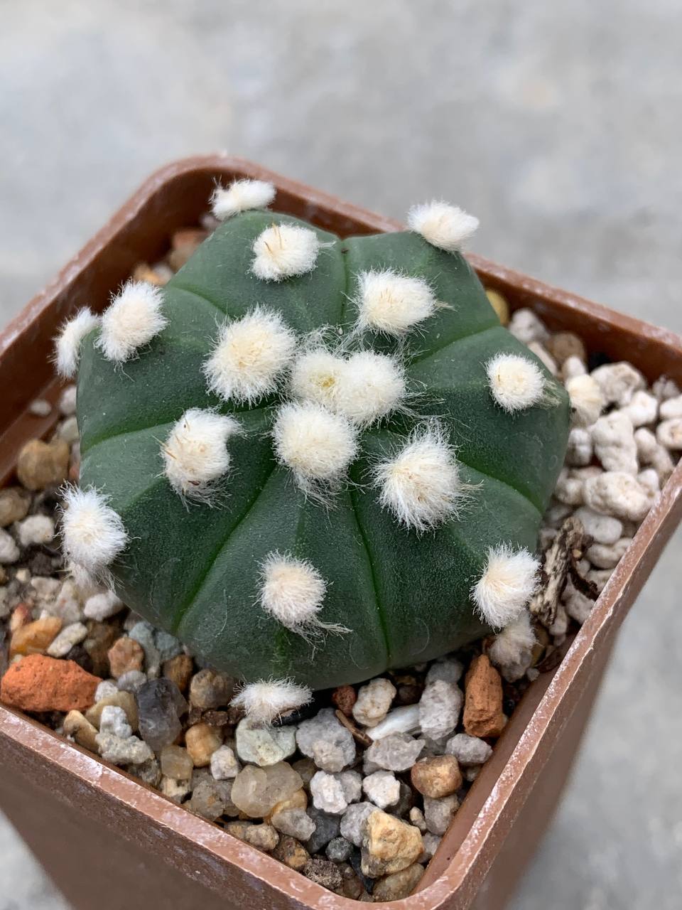 Astrophytum asterias nudum “ooibo” Pavlica