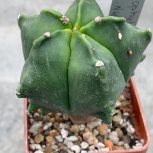 Astrophytum nudum ‘Kikko’