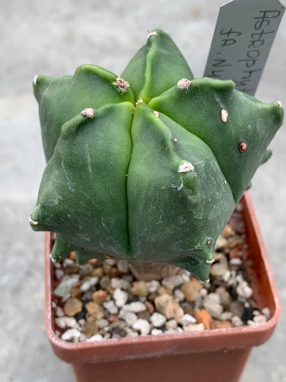 Astrophytum nudum ‘Kikko’