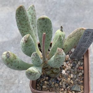 Adromischus mammillaris PVB 2119 (Buffelsproot)
