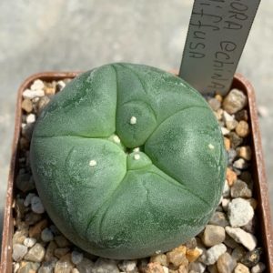 Lophophora echinata var. diffusa