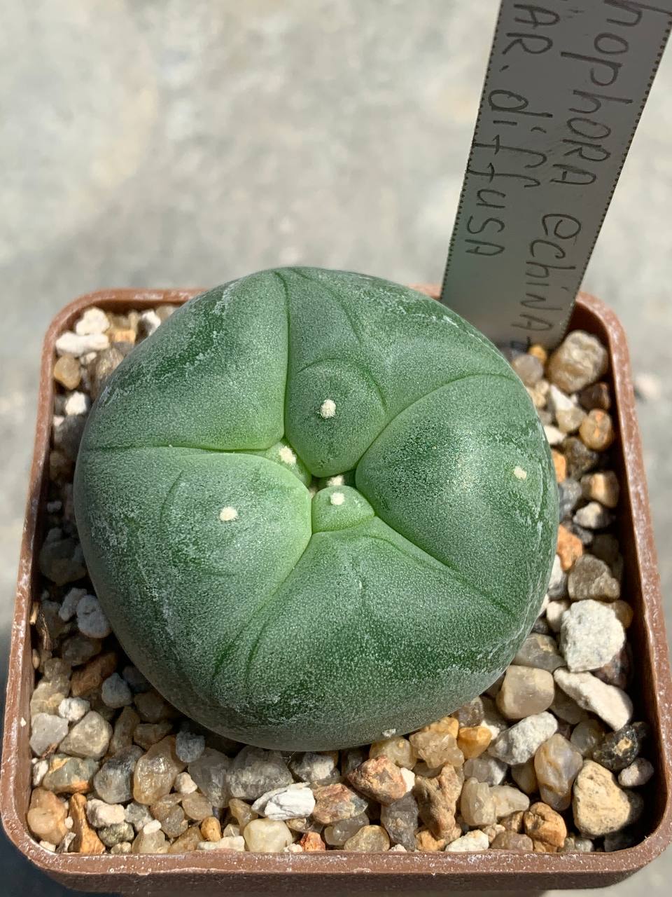 Lophophora echinata var. diffusa